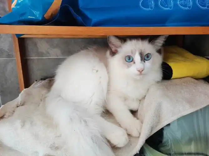 猫舍老板说这只长相一般,又比较大了4个多月急于出手,所以开价500元.