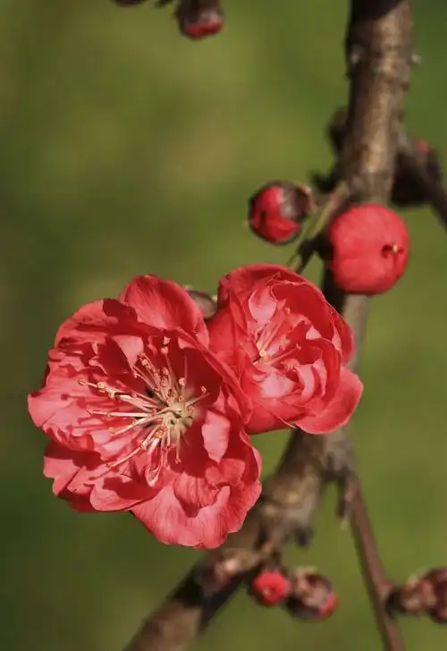 阳春三月沐春风 映曰桃花别样红