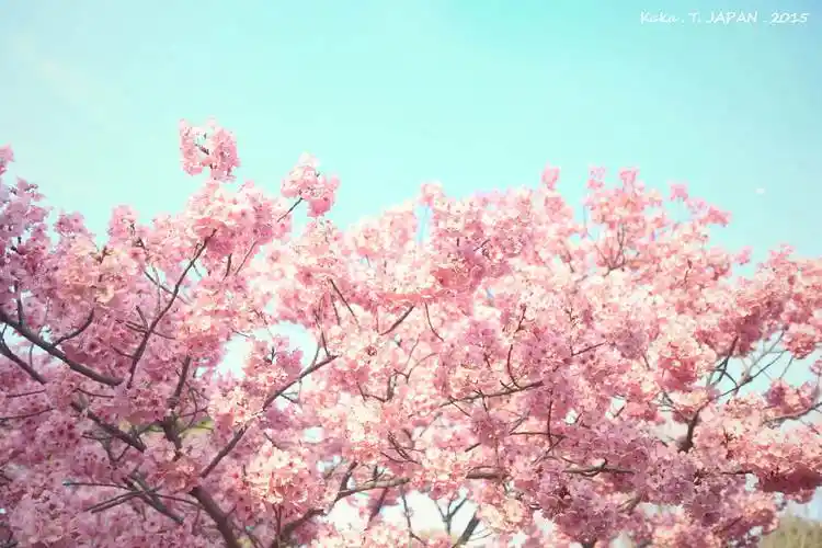 杭州婚礼策划案例-樱花主题,浪漫唯美