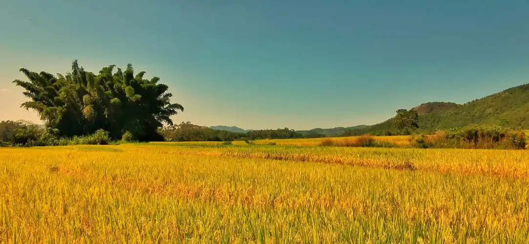 金秋十月稻香四溢