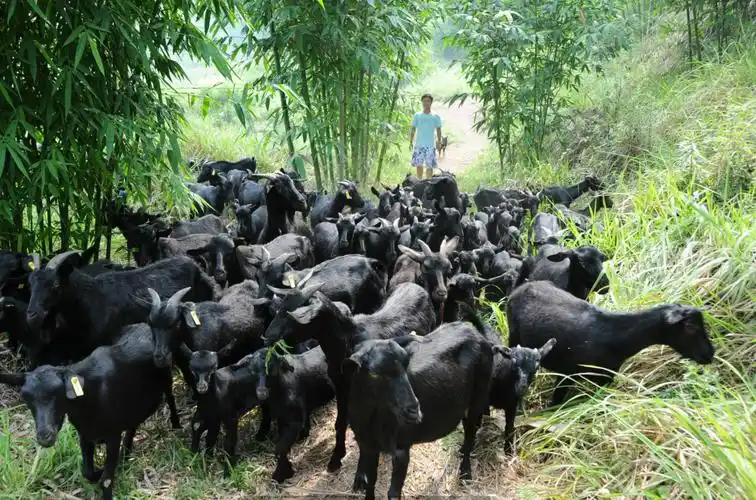 筹资千万助推畜牧业发展 重庆大足区采纳委员建议扩繁大足黑山羊