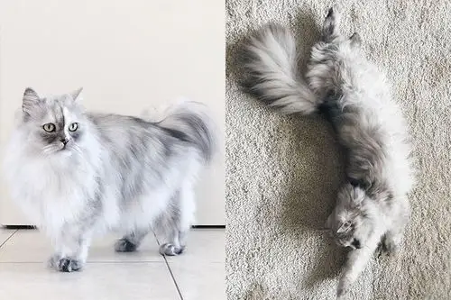 喵界的女王-长毛混血波斯猫