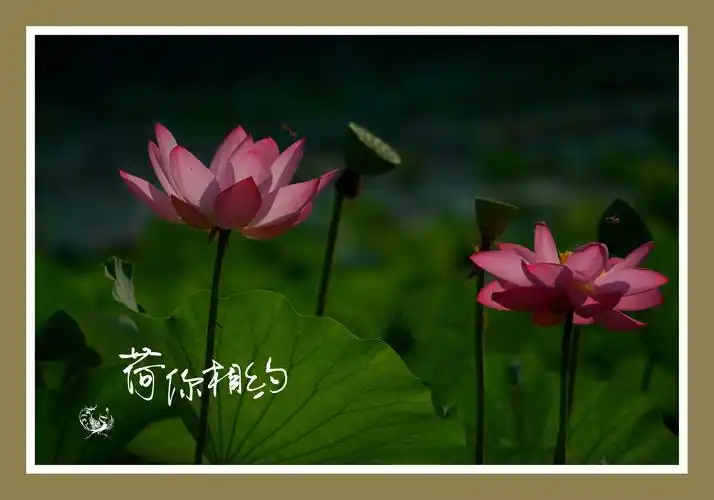 图文:phoenix 音乐:vv音乐提供 2020年春 走进了vv音乐 认识了平台和