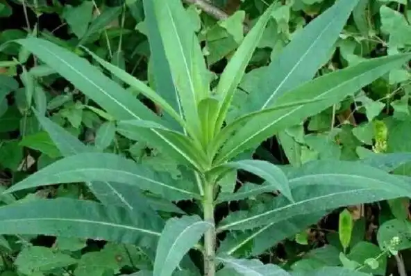 山苦菜的功效与作用 山苦菜的做法大全_蔬菜知识_做