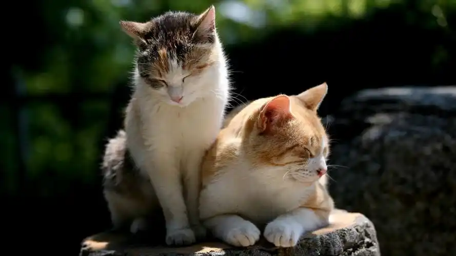 猫猫,伴侣,在一起,眯着眼睛,猫猫壁纸