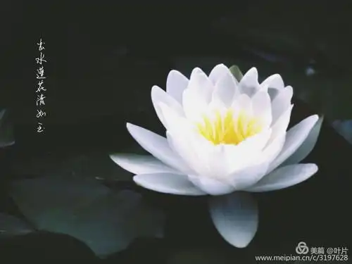 出水莲花清如玉