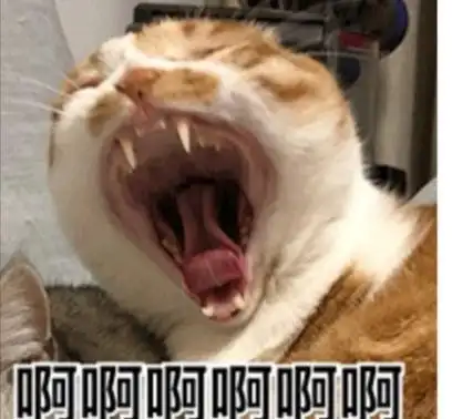 找一个猫咪大叫啊的表情包已找到
