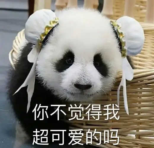 萌宠熊猫我可爱吗看看我呆萌可爱gif动图_动态图_表情包下载_soogif