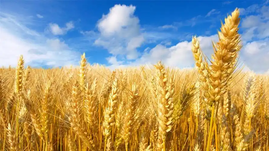 秋日丰收的麦田高清桌面壁纸_风景壁纸_壁纸下载_美桌网