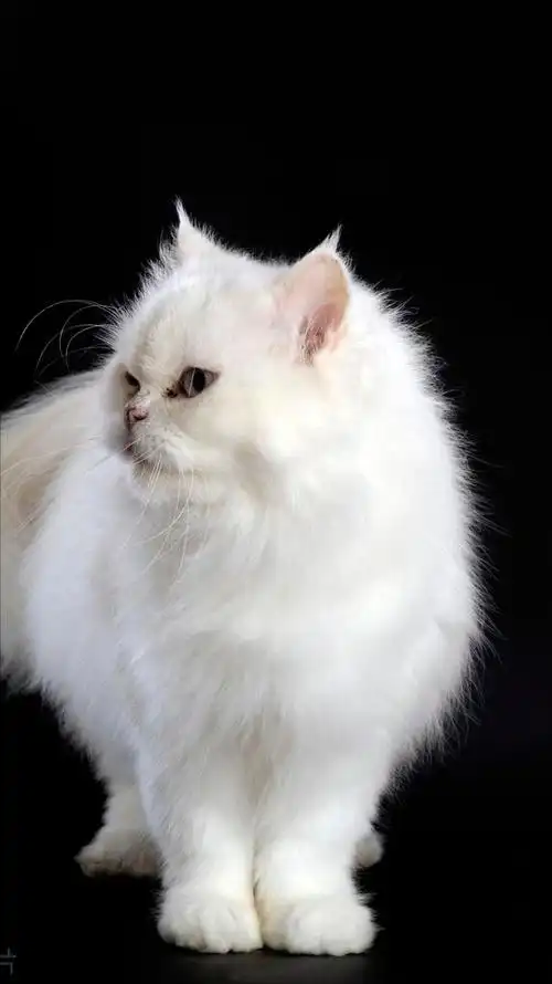 长得很娇气,有一身绒绒的长毛发,很吸引人的眼球,而且波斯猫的价格不