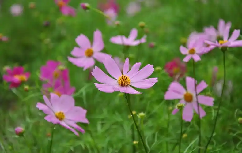 花草图片大全(好看的花草图片大全)