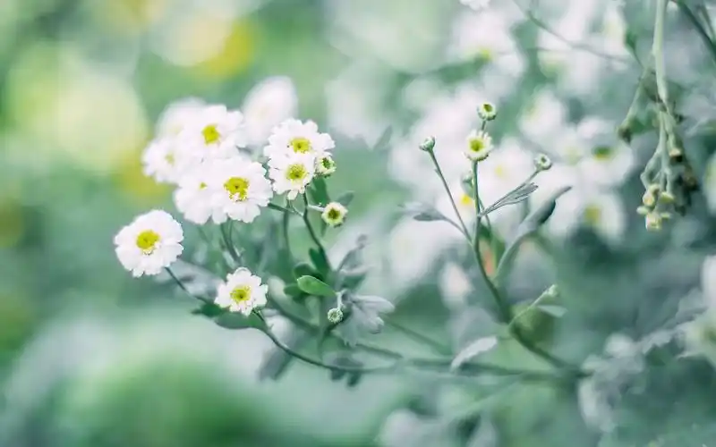 绿色小清新唯美植物图片壁纸