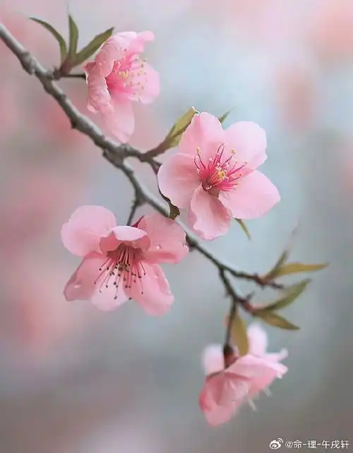 壁纸 花 桌面 690_883 竖版 竖屏 手机