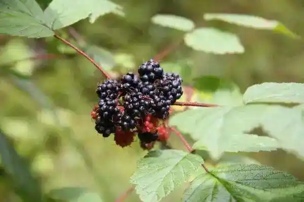 果实和黄袍同功,叶和嫩尖以红糖为引煎服,治肝急水泻有效,且没有副