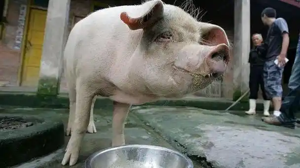 猪坚强汶川地震被埋废墟36天靠木炭雨水活下来300斤变100斤