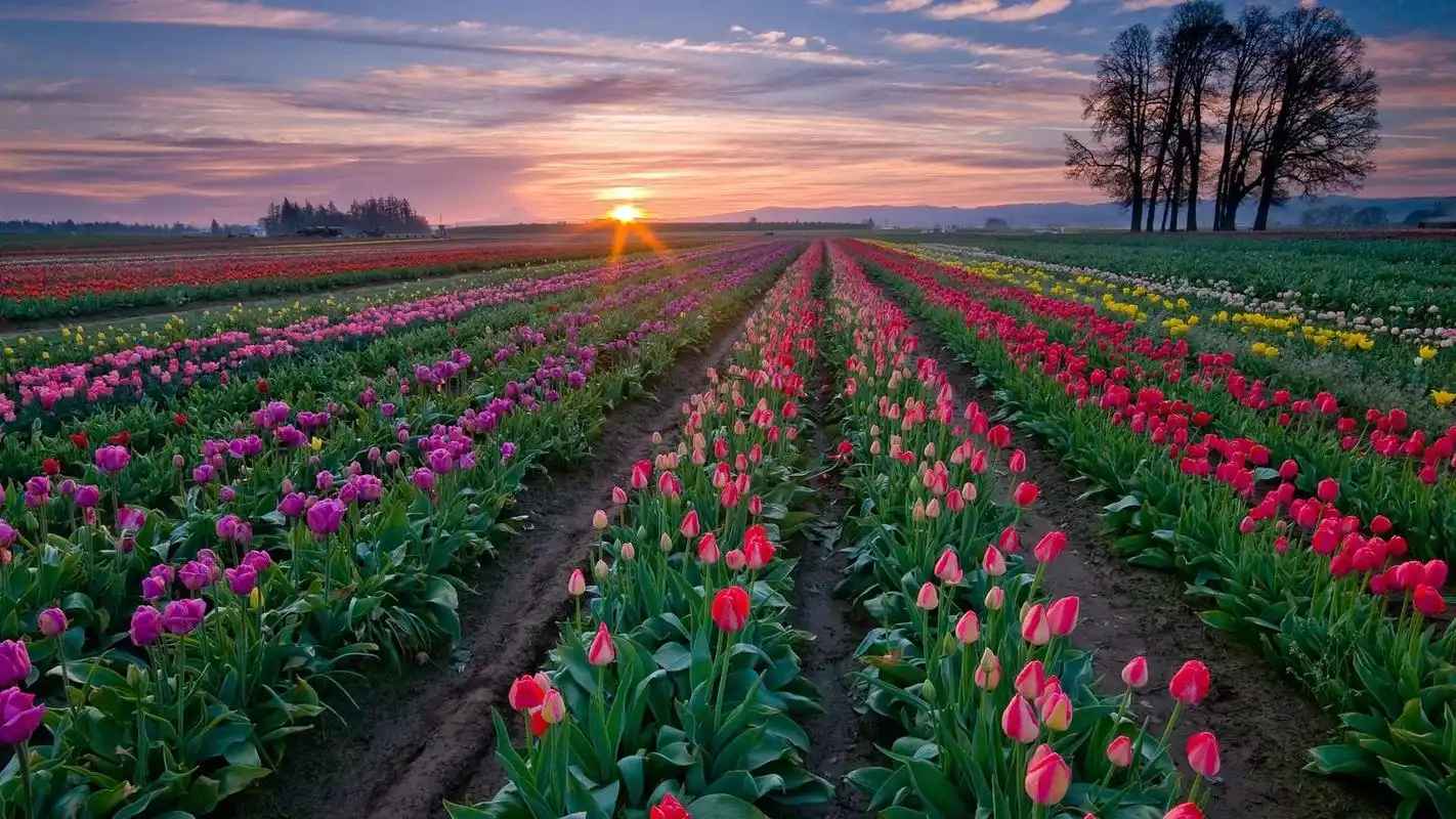 花卉园高清桌面壁纸下载高清大图预览1920x1080_风景壁纸下载_美桌网