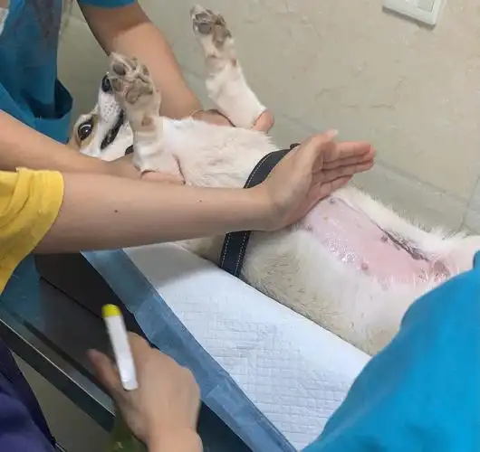 狗狗子宫蓄胧怎么办