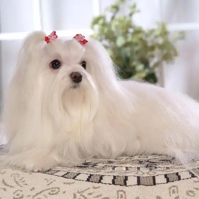 漂亮狗狗大评选:这七种少女心炸裂的狗狗,你pick哪款?