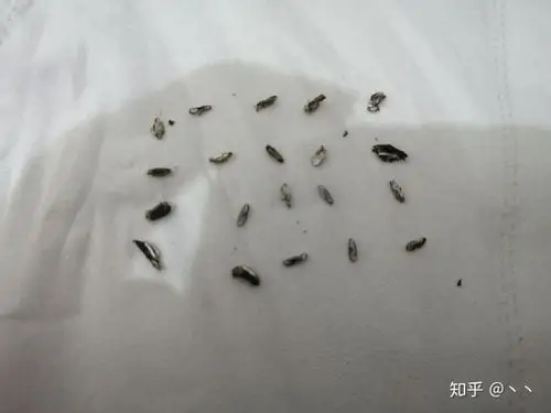 十五天全部掉完,基本全是手动脱落,没有什么钉子是指甲剪拔不掉的