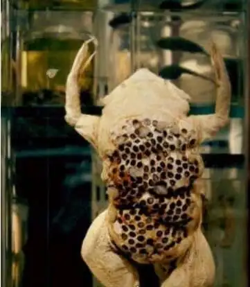 最恶心的动物琵琶蟾蜍负子蟾超重口味图请慎入