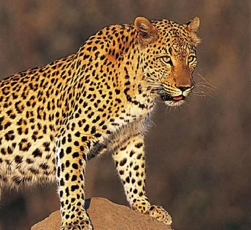 猎豹,花豹(金钱豹),美洲豹(美洲虎) 猎豹,guépard, cheetah 花豹