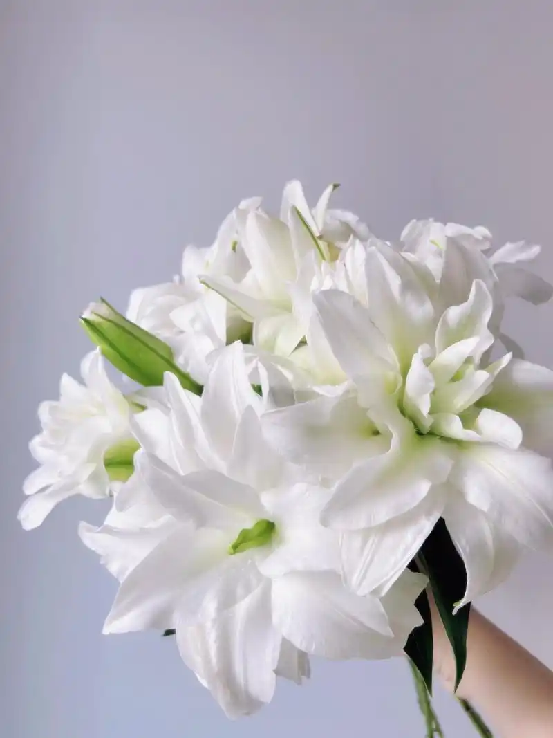 养护100种鲜切花:重瓣百合.