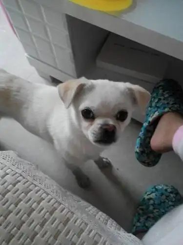 这狗是什么品种,谢谢啦!