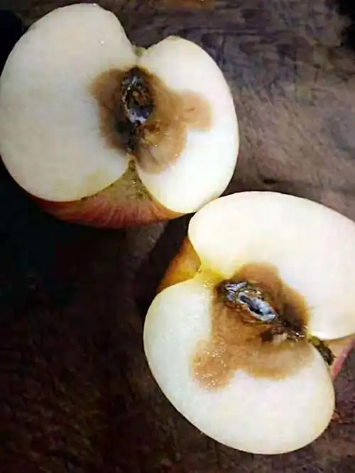 苹果霉心病的症状及其防治措施