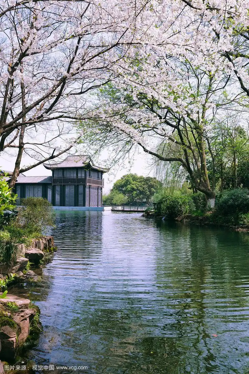 浙江杭州西湖春天花