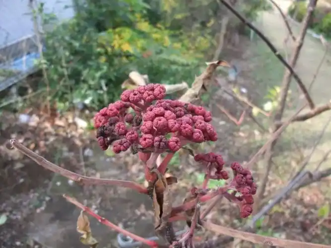 吴茱萸:温肝散寒止痛,温胃制酸降逆,温肾止泻止哕