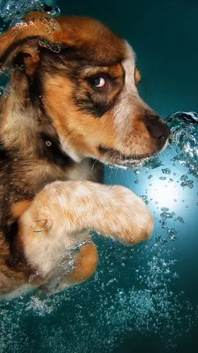 狗狗游泳 - 堆糖,美图壁纸兴趣社区