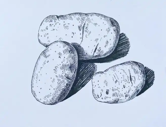 土豆组合写生线描