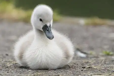 幼天鹅的颜色图片