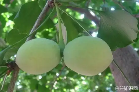 作为爱情的礼物献给了情人伊丽莎白女王以表达爱意,从此,"爱情果","