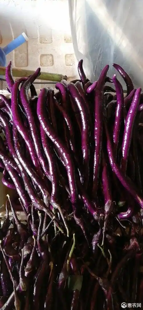 上虞精品红线茄