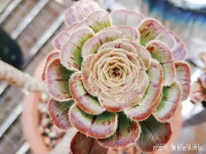 叶片开始张开的法师拉丝锦