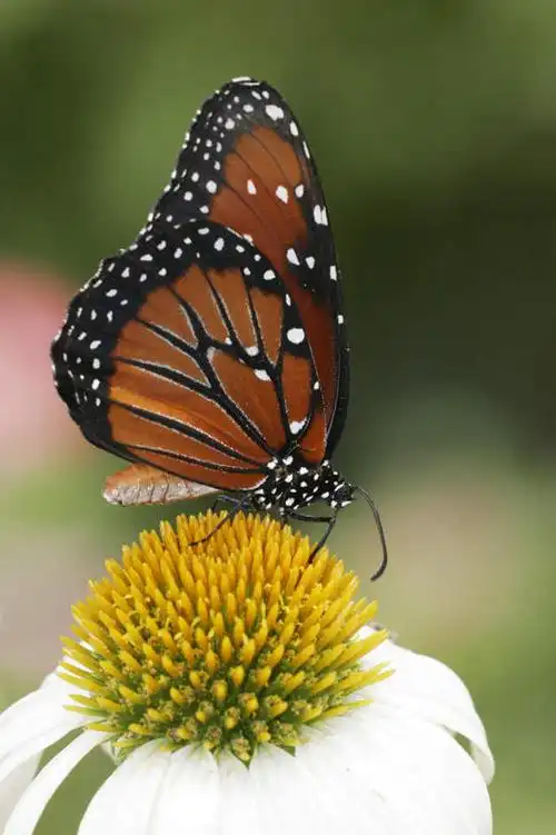 无人,竖图,室外,特写,白天,侧面,旅游,度假,美景,蝴蝶,伸展,张开,展翅