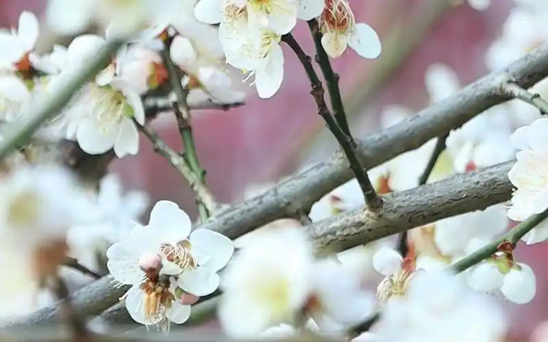 留义乌过年2021年新年寻找春天55mm250mm竖屏