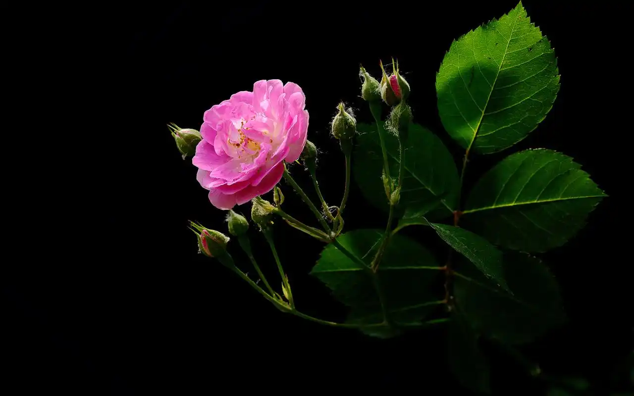 唯美粉色蔷薇花图片电脑壁纸