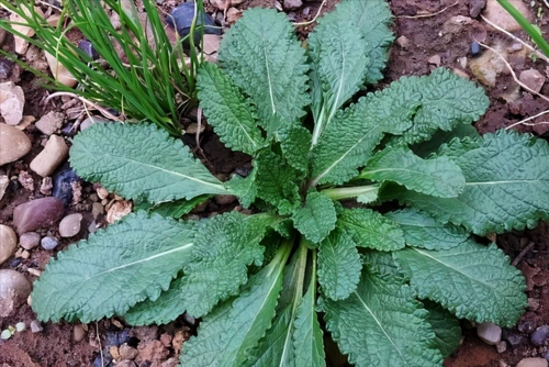 人称"雪见",价值极高,无论谁采摘,请重视方法,只采叶不拔根_草本植物