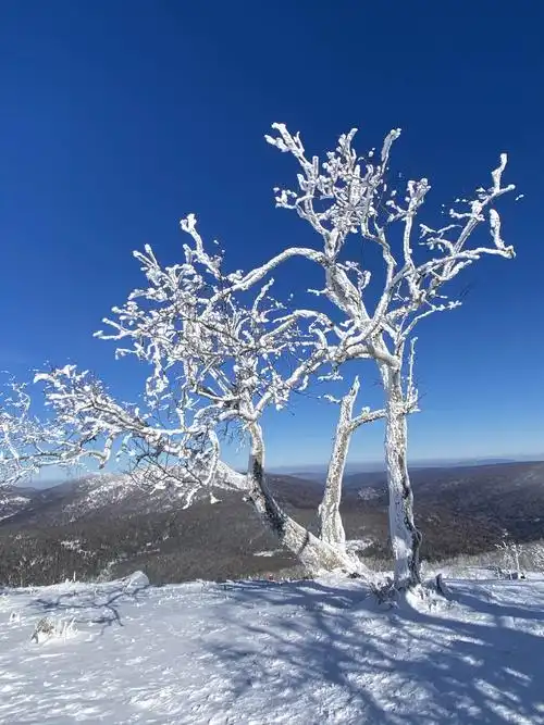 游东北三省看雪景之长白山,敦化,哈尔滨.