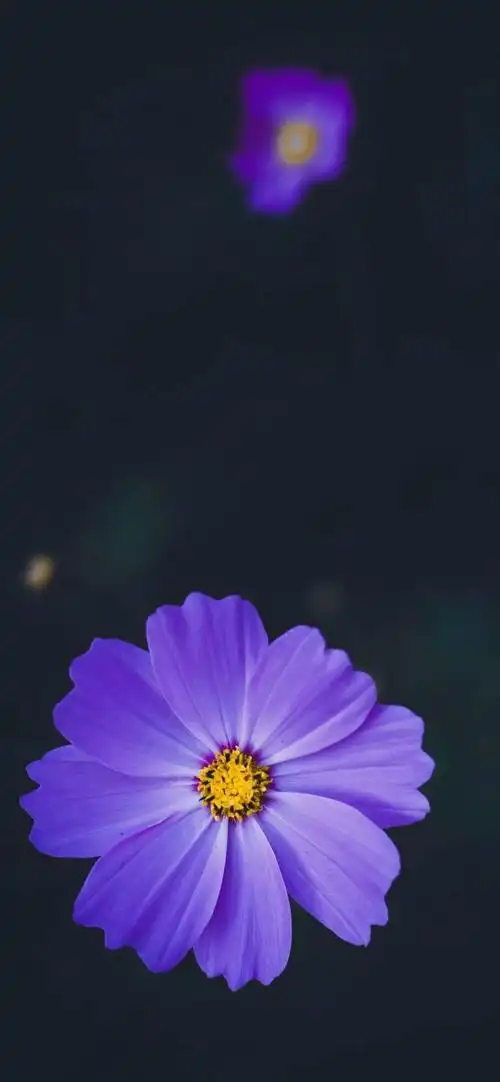 全面屏壁纸 | 超清唯美小清新壁纸