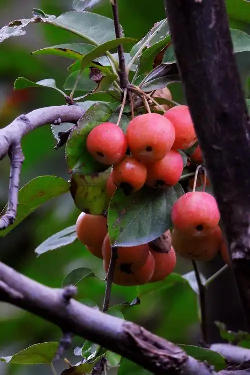 碧沙岗公园,各种海棠果实挂满枝头,为多种鸟类越冬准备了充足的美味