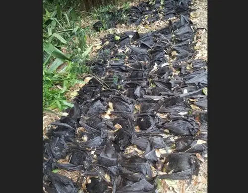 惊悚!天降5500只死蝙蝠 腐烂恶臭逼居民搬家