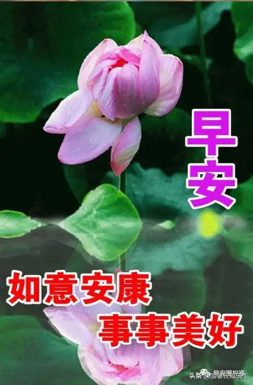 非常唯美的早上好鲜花问候带字 清晨问候亲朋好友的祝福短语句子