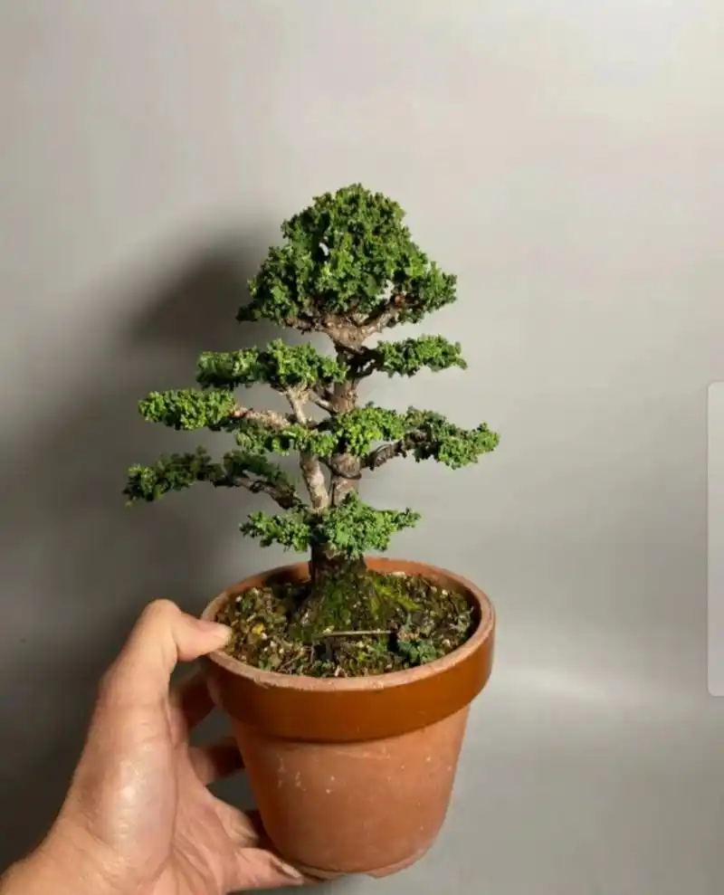 石化桧 石化桧 日本石化桧 一颗自然 不做作 大树型的石化桧 带点自己