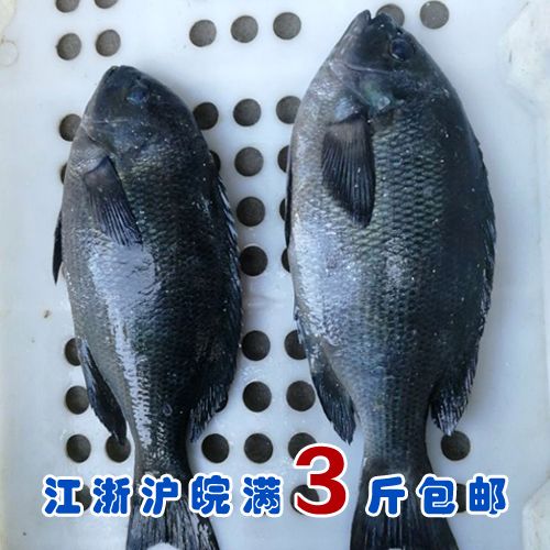 石浦海鲜 新鲜海捕海钓东海野生黑毛鱼 一斤左右/条