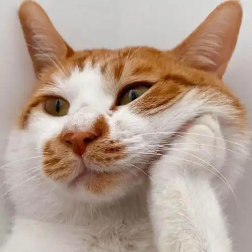 小猫咪头像呆萌图片大全可爱_动物头像_头像屋