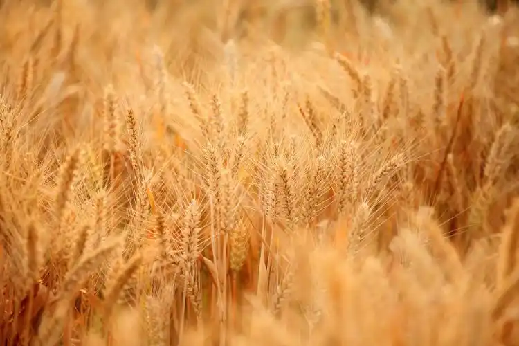 又到一年芒种,丰收的金黄色才是最美的,分享一组金色麦田照片