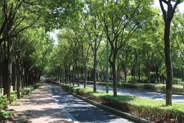 夏季·榉树秋季·榉树观赏特征榆科榉属,落叶乔木,树皮灰白色或褐灰色